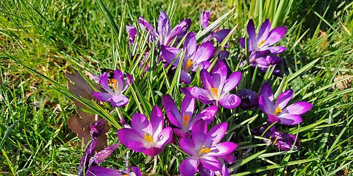 DLH Horticultural Society Plant Sale
