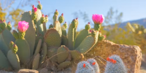 Buds & Thorns: Spring Flora of Joshua Tree National Park