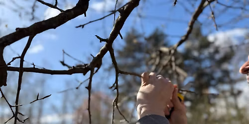 Radionica orezivanja i kalemljenja vo\u0107aka