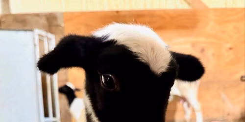 Labor Day Baby Lamb and Farm Tours