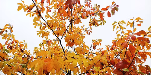 Vente d'arbres fruitiers, arbustes mellif\u00e8res et comestibles 