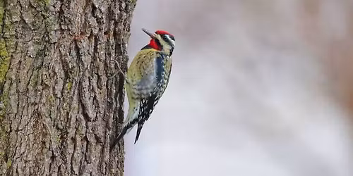 New Year\u2019s Bird Walk