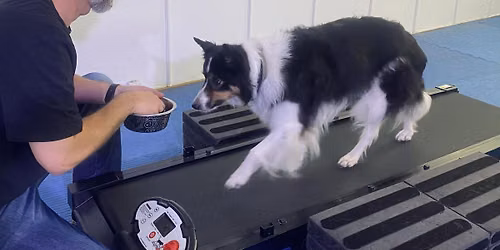 MasterClass -"Laufbandseminar mit Bj\u00f6rn Tigges" bei HundFIT