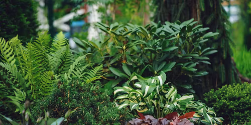 Shade Plants