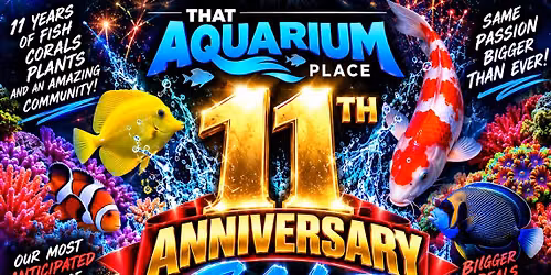 11 year anniversary event 