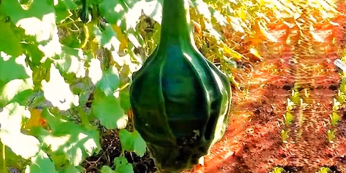 The Gourds