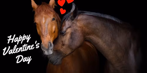 Valentines Show Jumping \u2665\ufe0f