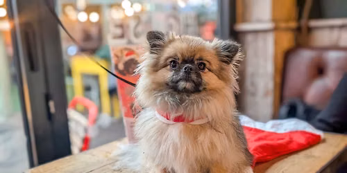 Liverpool \u2013 Pint Sized Pooches Christmas Tour \ud83c\udf84
