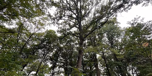 Tree Planting Volunteer Event at Municipal Gardens
