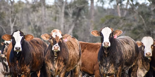 Annual Replacement Female Sale 