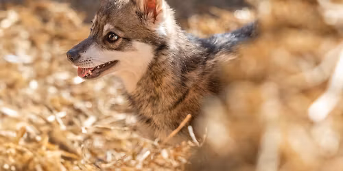 \u201cThankful for Barn Hunt\u201d BHA Trial