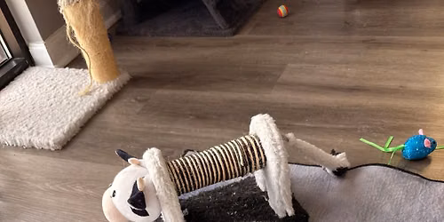 Meowing and the Moon Paint Party