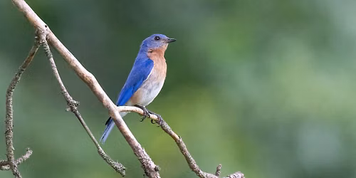 Species Spotlight: Southwestern Pennsylvania Birds
