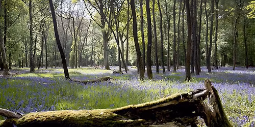 Voorjaarswandeling door het Kravaalbos met natuurgids - met inschrijving