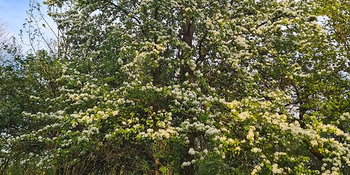 S\u00f8ndagstime: Tr\u00e6er i Thy