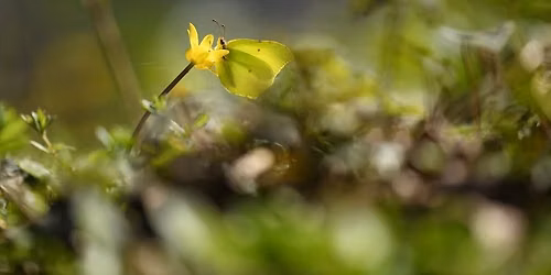Balade naturaliste : Papillons de lumi\u00e8re