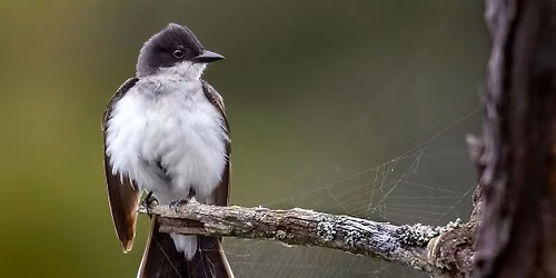 POP-UP Birding from the Bench at Rock Creek Park Golf Course