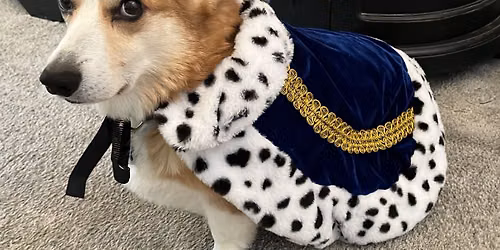 Corgi (and Friends) Halloween Costume Parade