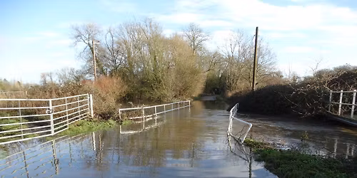 Himalayan balsam pulling