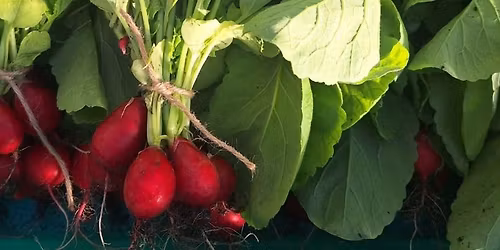 Crop Planning for early Spring crops \/ Successive sowing