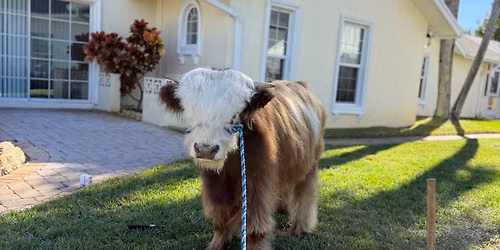 Fluffy cows, mini goats & Pumpkin Patches! \ud83d\udc2e\ud83d\udc10\ud83c\udf83\ud83c\udf41