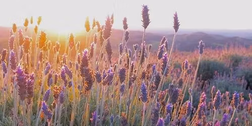 \ud83e\udebb CUNHA COM LAVAND\u00c1RIO \ud83e\udebb