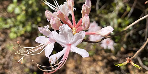 Low Maintenance Shrubs & Trees