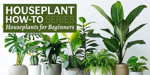 Houseplant How To Series: Houseplants for Beginners