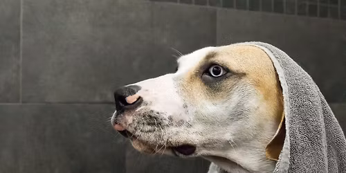 Shawnessy Pet Valu Dog Wash & Nail Trim Event