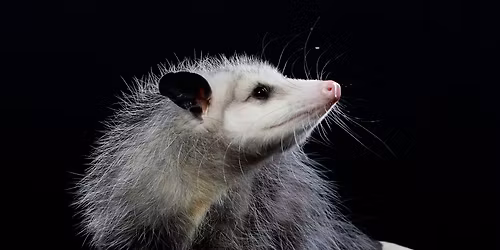 Homeschool: Nocturnal Mammals - Alum Creek State Park