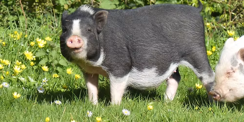 Le ruisseau des fontaines.