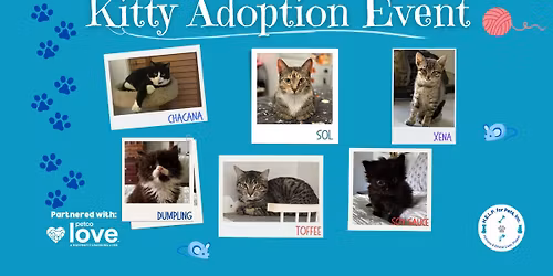 Kitty Adoption Event