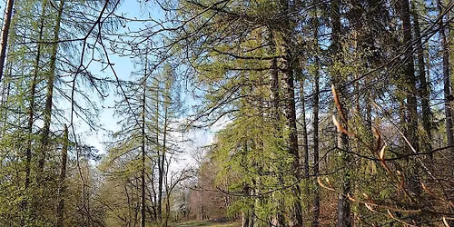 Walking Nature Mediation