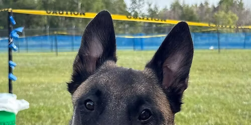 Paws, play, and purpose event