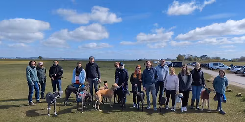 Greyhound and Sighthound Social Walk