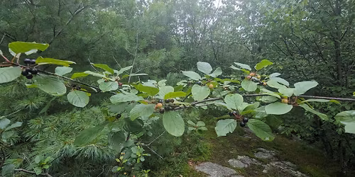 Invasive Plants Medford walk and talk: Buckthorn