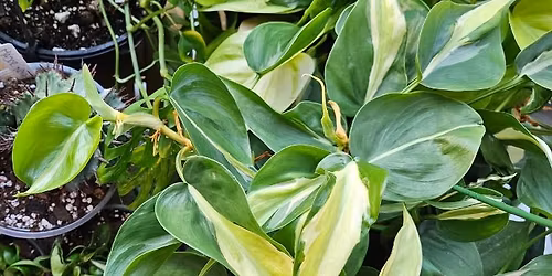 Plant Pop Up @ Lincoln Lane Coffee \ud83e\udeb4\u2728\ud83c\udf35