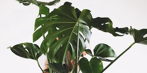 Plantubingo \u00ed Paname