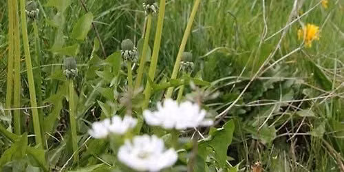 Urban Foraging: Weeds & Wild Foods (in-person)