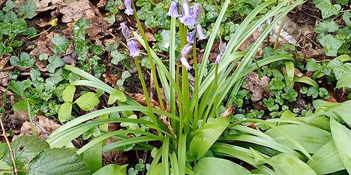 Walk: Broxtowe Country Park and Chilwell Dam Plantation