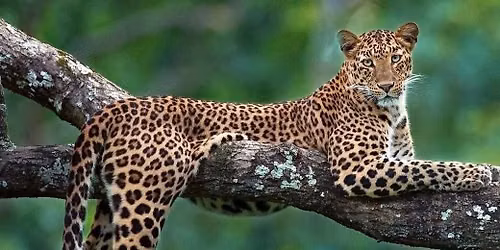 Jazz in the Jungle: a Wildlife Conservation Gala