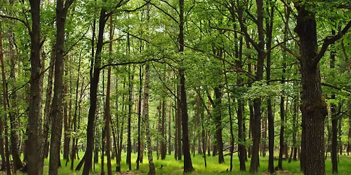 Kr\u00e1sna p\u00e1rty Fikara