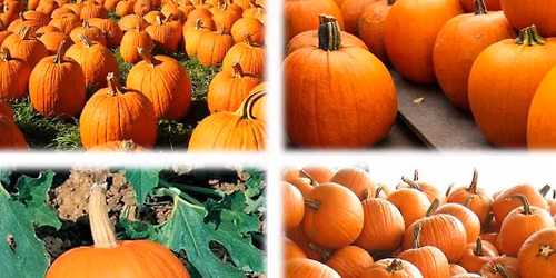 Parkham Pumpkin Pageant