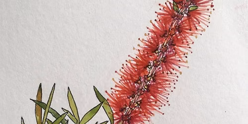 Australian Wildflowers in Watercolour