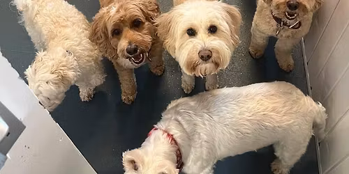 K9 Pursuits Doggy Christmas Party