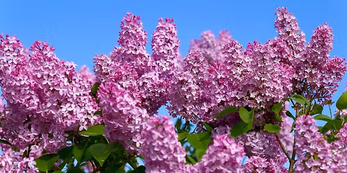 Lilac Festival