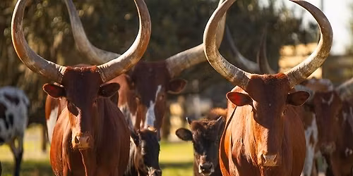  Wild Florida Drive-Thru Safari Park 4-Day Getaway \ud83c\udf34 Orlando $79 Per Couple