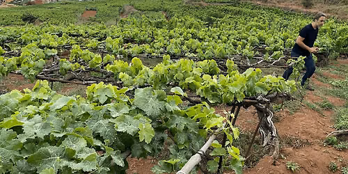 Exploring Volcanic Islands: The Azores and Canary Islands