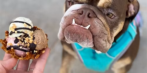 Build Your Own Sundaes for Dogs!!!