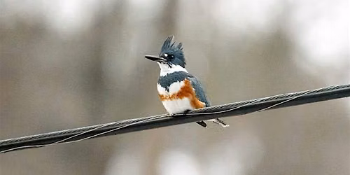 Bird Walk - Wheaton Regional Park